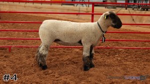Class #6 Breeding Ewes thumbnail