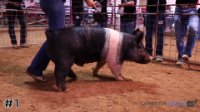 Hog #1