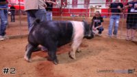 Hog #2