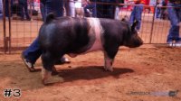 Hog #3