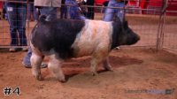 Hog #4