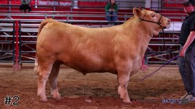 Texas Tech #2