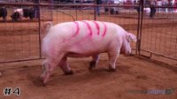 Gilt #4