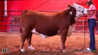 Steer #1