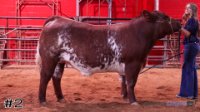 Steer #2