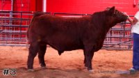 Steer #3