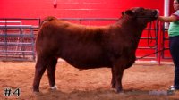 Steer #4