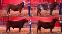 All Animals