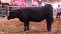 Heifer #1
