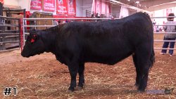 Heifer #1