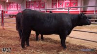 Heifer #2