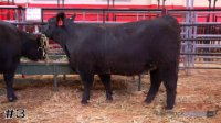 Heifer #3