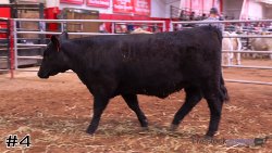 Heifer #4