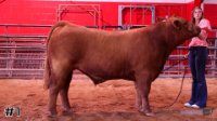 Steer #1
