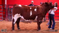 Steer #2