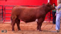 Steer #3