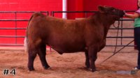 Steer #4