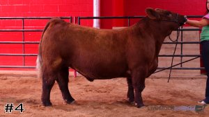 Class #7 Market Steers thumbnail