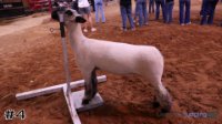 Lamb #4