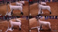 All Animals