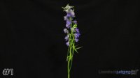 Flower#1