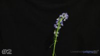 Flower#2