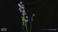 Flower#3