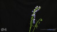 Flower#4