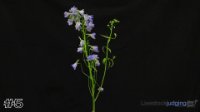Flower#5