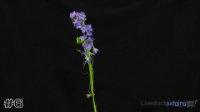 Flower#6
