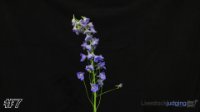 Flower#7