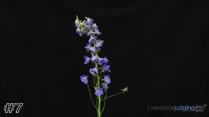 Class #4 Line Flowers thumbnail