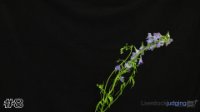 Flower#8