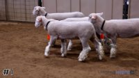 Ewe #1