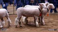 Ewe #2