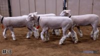 Ewe #3