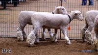 Ewe #4