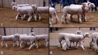 All Animals