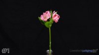 Flower #1