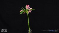 Flower #2