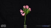 Flower #3