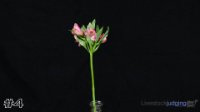 Flower #4