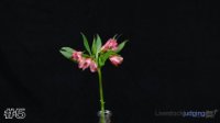 Flower #5