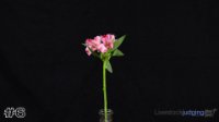 Flower #6