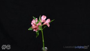 Class #1 Mass Flowers thumbnail