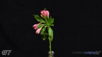 Flower #7