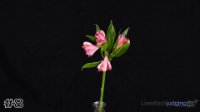 Flower #8