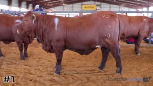 Class #1 Breeding Heifers thumbnail