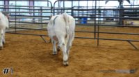 Heifer #1