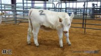 Heifer #2